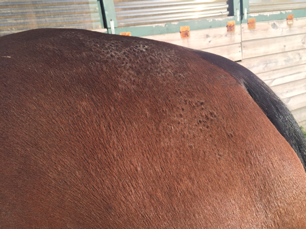 Horse Skin Conditions - Rainrot