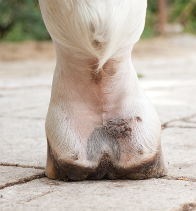 Horse Skin Conditions - Pastern Dermatitis