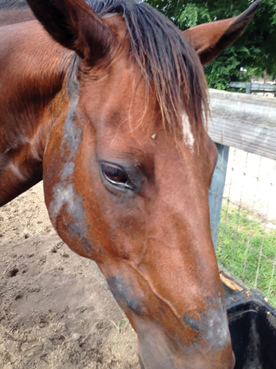 Horse Skin Conditions - Ringworm