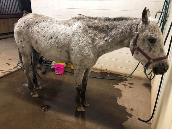 Kaia Kroll's horse Sunday