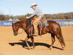 Developing a Soft Feel in a Horse