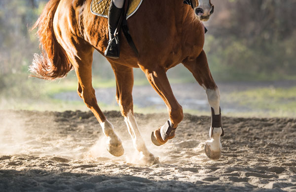 Spring Conditioning Your Horse - Horse Legs