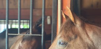Horse in Stall with Anhidrosis
