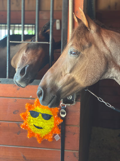 Horse in Stall with Anhidrosis