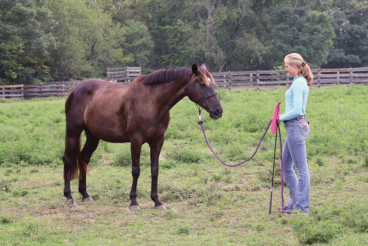 Step 1 of the groundwork exercise with the horse.