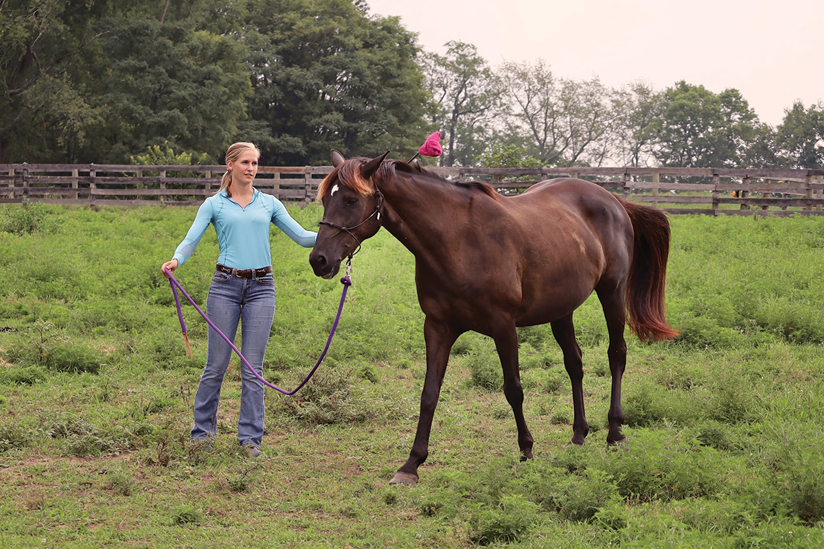 An equestrian getting to know a horse through a groundwork exercise.