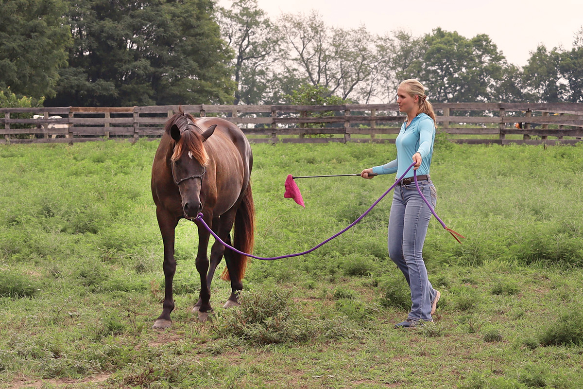 An equestrian getting to know a horse through a groundwork exercise.