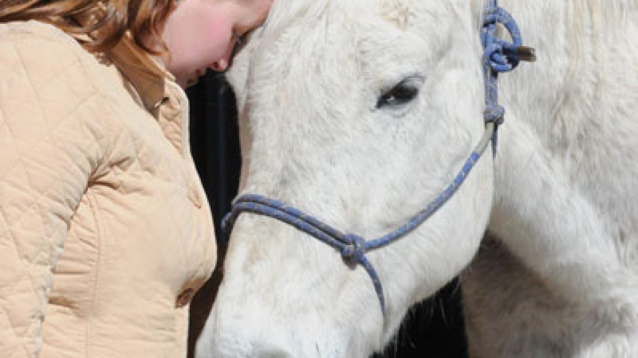 Strangles in Horses: Fact vs. Fiction - Horse Illustrated