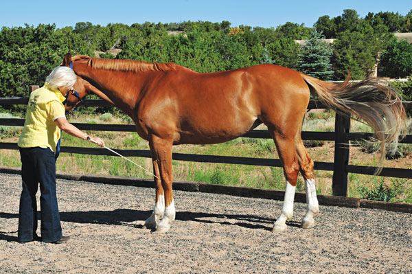 Gently stroking horse.