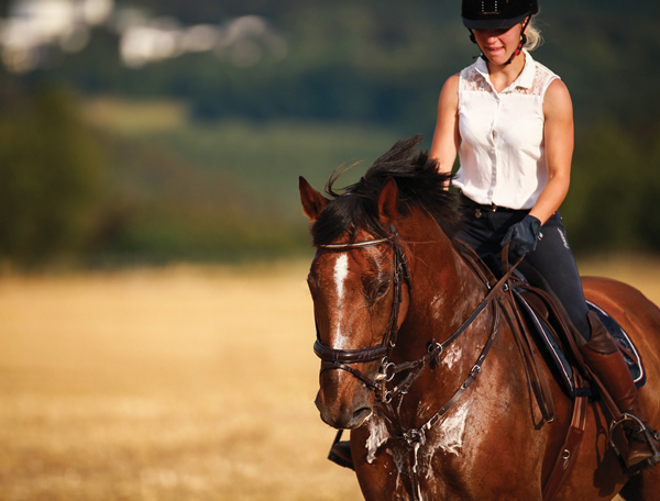 Summer Horse Health - Sweaty Horse