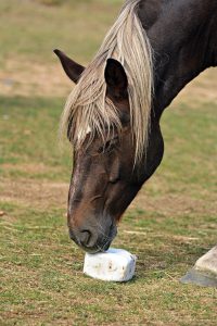 Horse licking mineral block