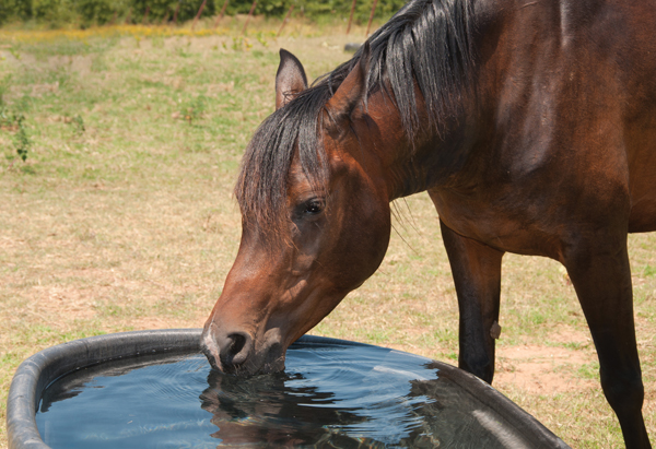 Horse drinking water