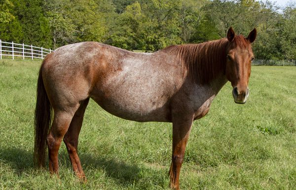My Right Horse Adoptable Horse of the Week Suri for May 11, 2020