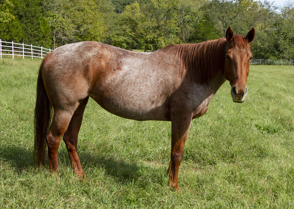 My Right Horse Adoptable Horse of the Week Suri for May 11, 2020