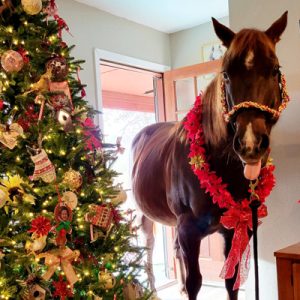 Horse Illustrated Reader’s Horsey Holiday Memories