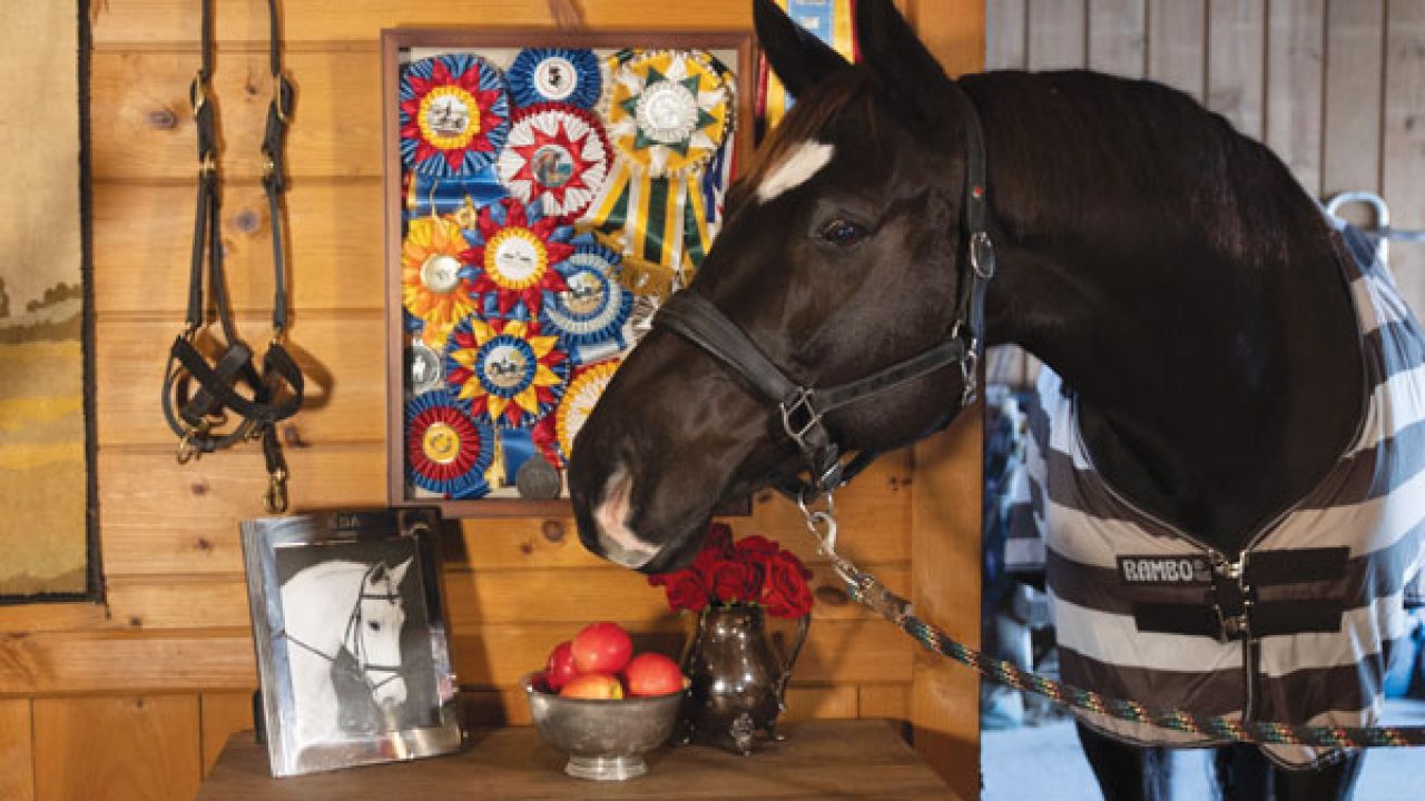 How to Fold a Horse Blanket: Master the Art of Neat Storage