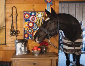 Tack Room Makeover