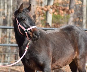 Talitha - Mustang Adoption - Sisters Horsing Around