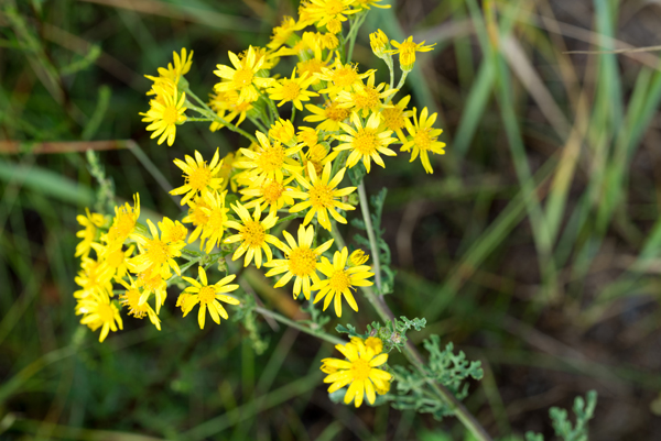 Tansy Ragwort