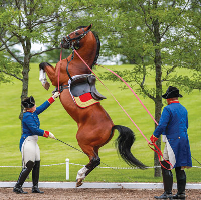 Photo Tempel Illustrated - Farms Portfolio Lipizzans Horse