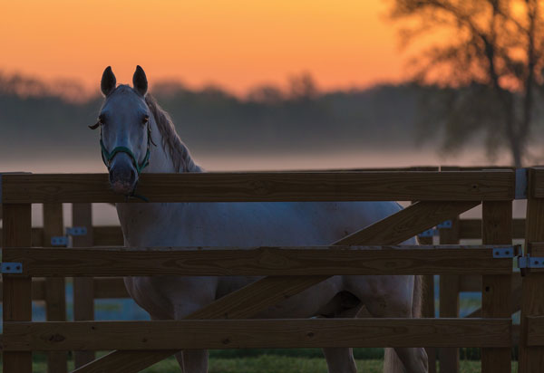 Horse at Sunset