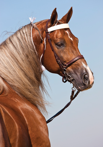 Tennessee Walking Horse headshot