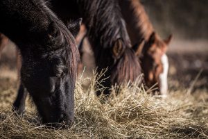 Horse Owners Should Check Their Winter Hay Supply 