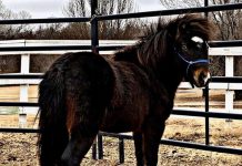 Tomahawk ASPCA adoptable miniature horse