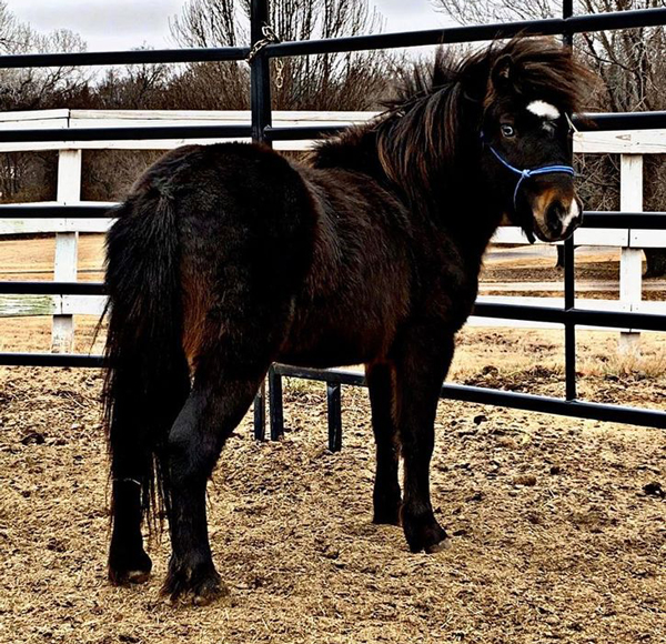 Tomahawk ASPCA Regional Support Center Adoptable Horse