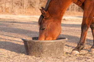 8 Horse Feeding Mistakes to Avoid