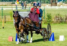 Tracy Bowman and Albrecht's Hoeve's Lars - 2021 FEI Para FEI Para Driving World Championship