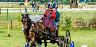 Tracy Bowman and Albrecht's Hoeve's Lars - 2021 FEI Para FEI Para Driving World Championship