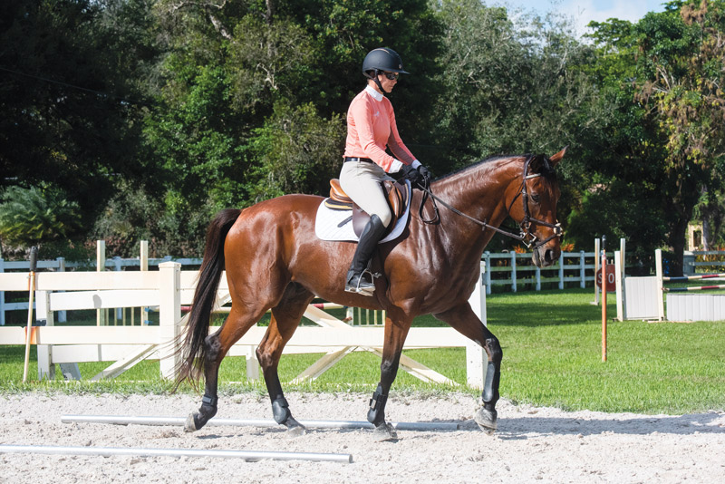 Horse Riding Transitions