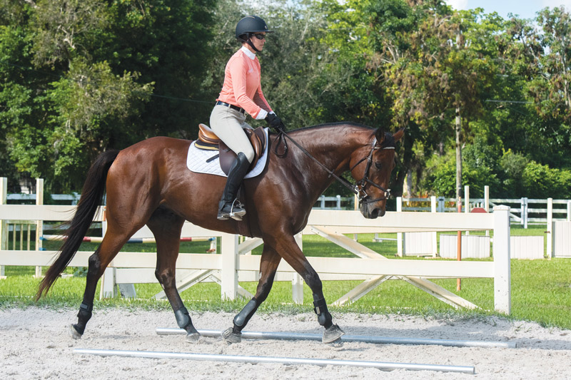 Horse Riding Transitions