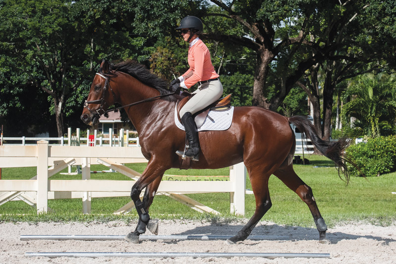 Cantering Horse and Rider