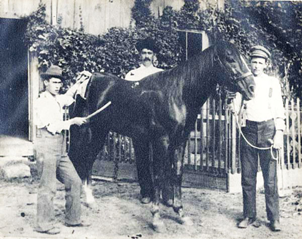 American-Quarter-Horse-Traveler Traveler, an AQHA foundation sire