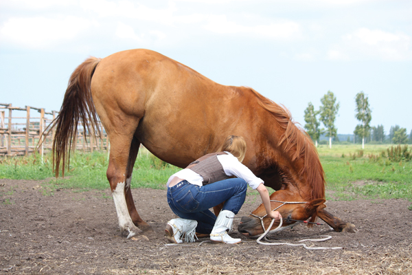Trick training a horse