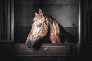 Vet Adventures: Endless Emergency Calls