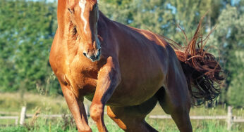 SELLE CHEVAL DE TRAIT 19 Equip'Horse