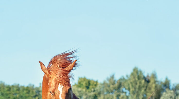 A chestnut mare playing in a field