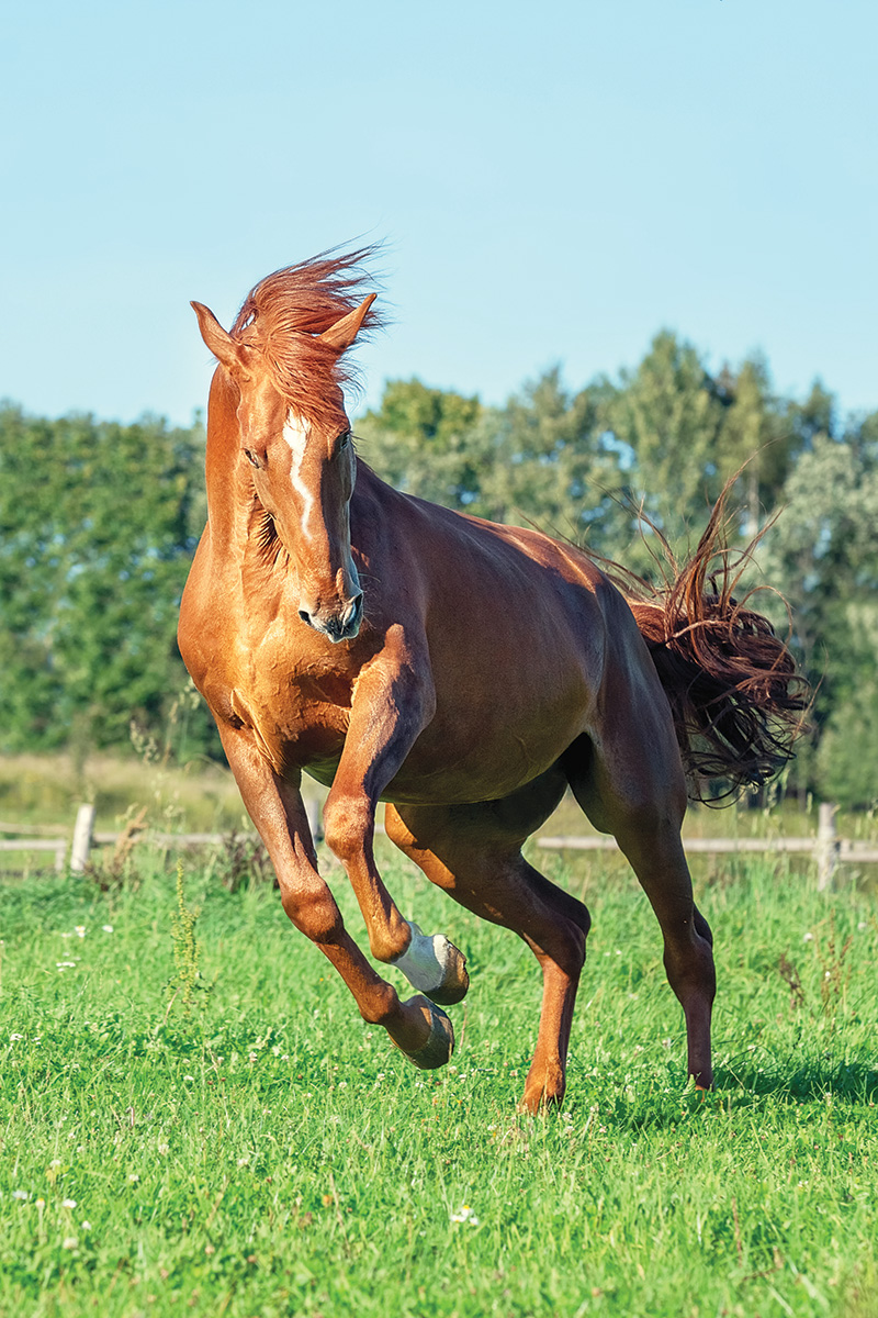 A chestnut mare playing in a field