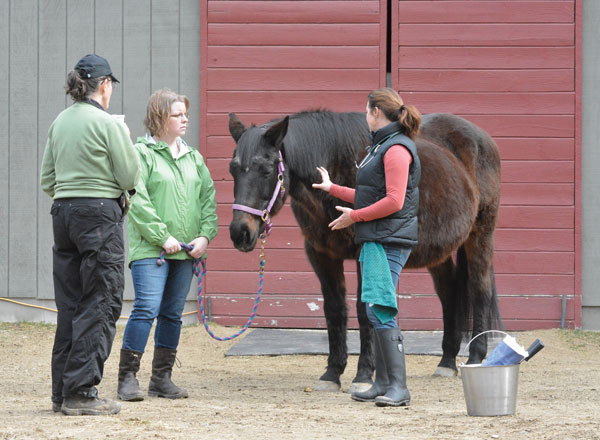 Senior Horse Vet Exam