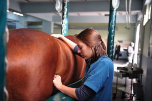 Veterinarian examining horse.