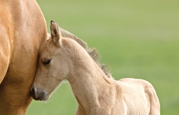 Orphaned Mustang foal