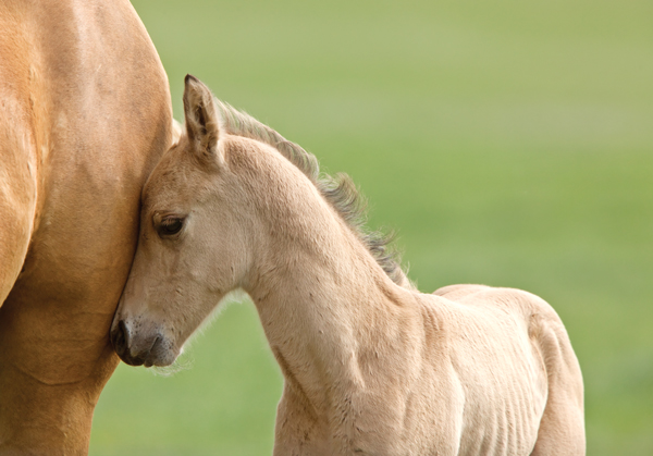 Orphaned Mustang foal