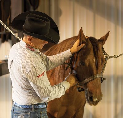 Teaching Horse to Work with a Veterinarian
