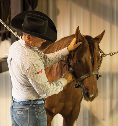Teaching Horse to Work with a Veterinarian