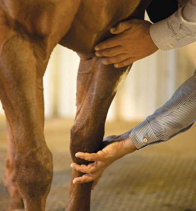 Teaching Horse to Work with a Veterinarian