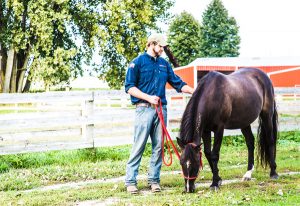 Online Training for Mental Health Providers and Equine Specialists for Veterans With PTSD