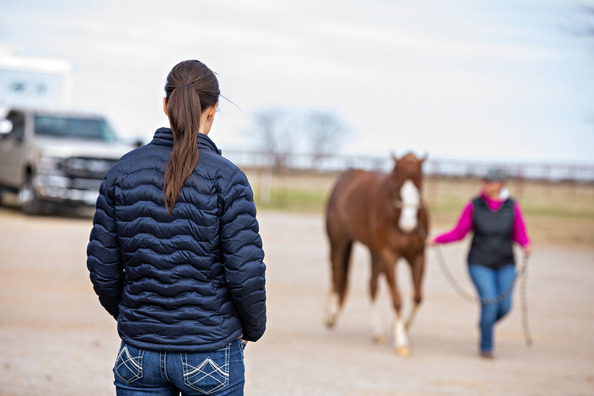 A vet watches a horse. In this career, setting boundaries is key.